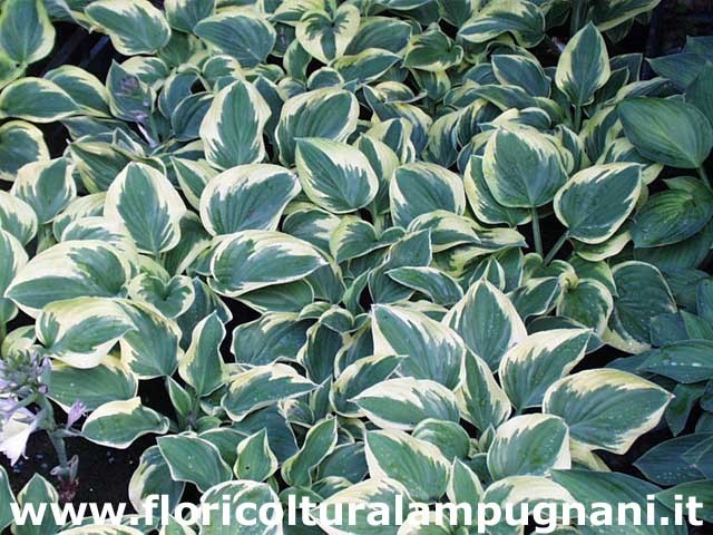 Hosta Honey song
