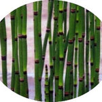 Equisetum Japonicum