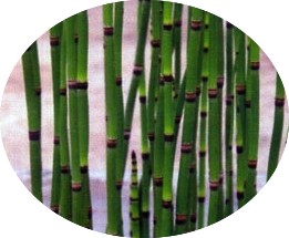 Equisetum Japonicum