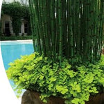 Equisetum Japonicum