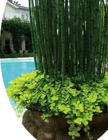 Equisetum Japonicum