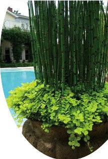 Equisetum Japonicum