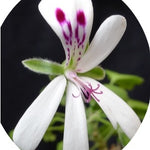 Pelargonium Xerophyton