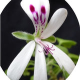 Pelargonium Xerophyton