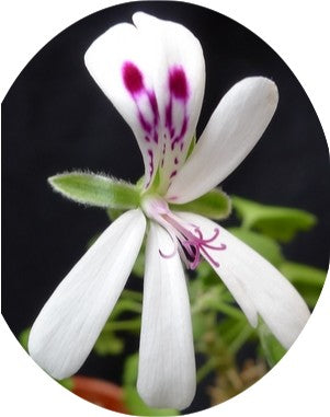 Pelargonium Xerophyton