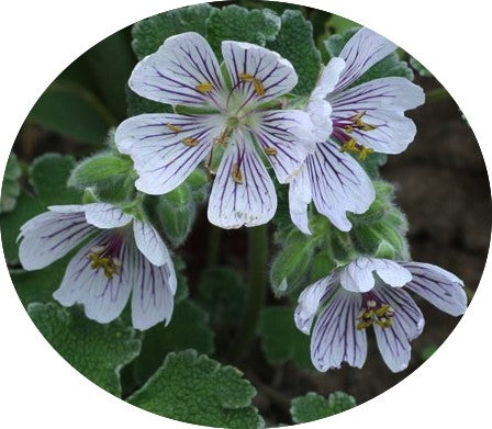 Geranium Renardii