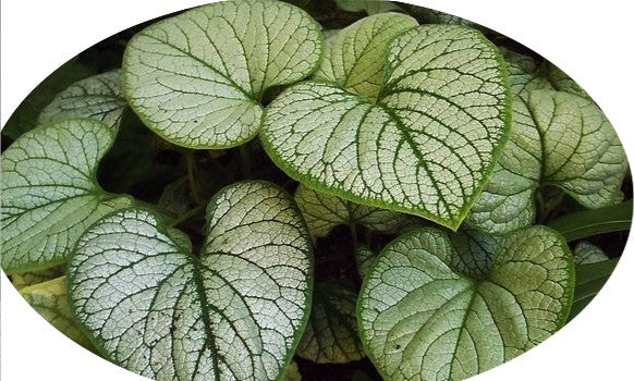 Brunnera  Macr. Silver Heart