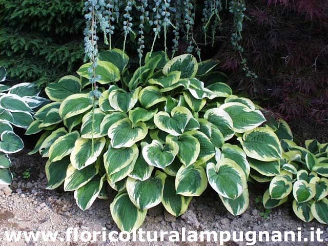 Hosta Christmas Tree