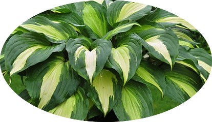 Hosta Raspberry Sundae