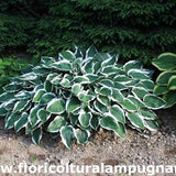 Hosta Lager White Edec