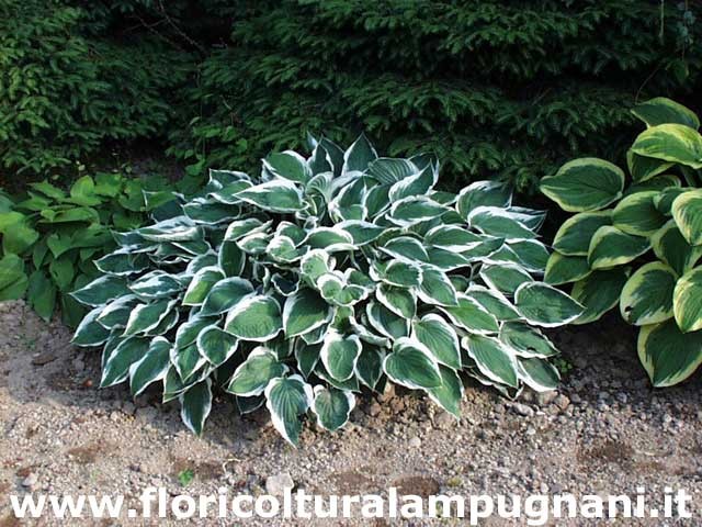 Hosta Lager White Edec