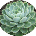 Echeveria Elegans