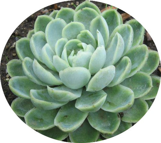 Echeveria Elegans