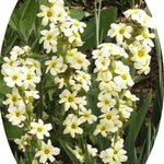 Sisyrinchium Striatum