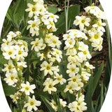 Sisyrinchium Striatum