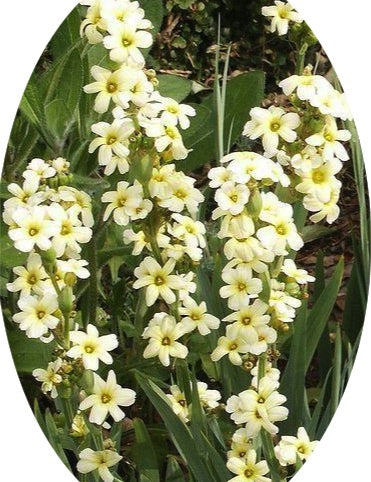 Sisyrinchium Striatum