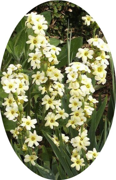 Sisyrinchium Striatum