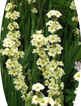 Sisyrinchium Striatum