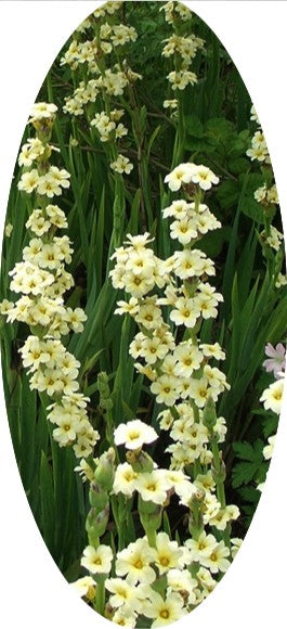 Sisyrinchium Striatum