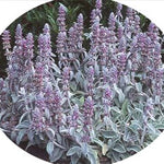 Stachys Byzantina