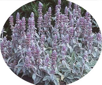 Stachys Byzantina