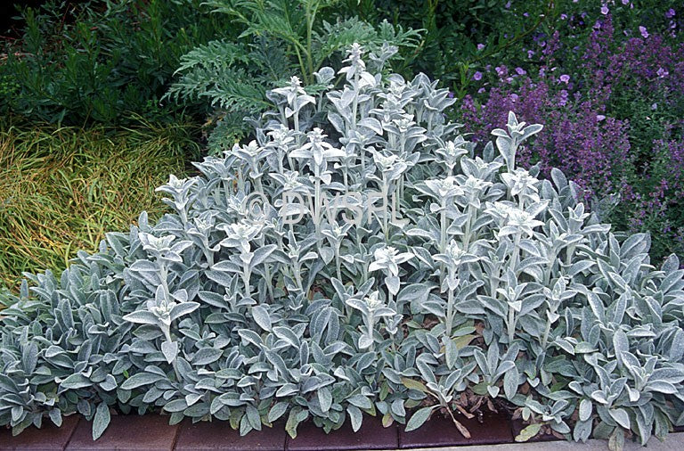 Stachys Byzantina