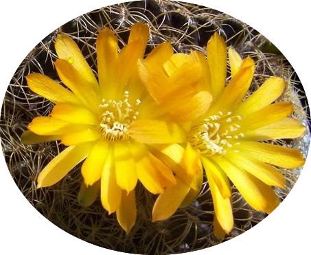 Sulcorebutia Candiae