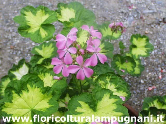 Pelargonium Pink Happy Thought