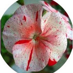 Pelargonium Gemma