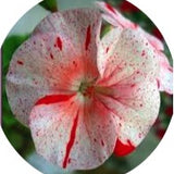 Pelargonium Gemma
