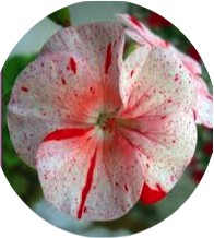 Pelargonium Gemma