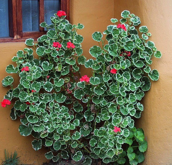 Flowers of Spring