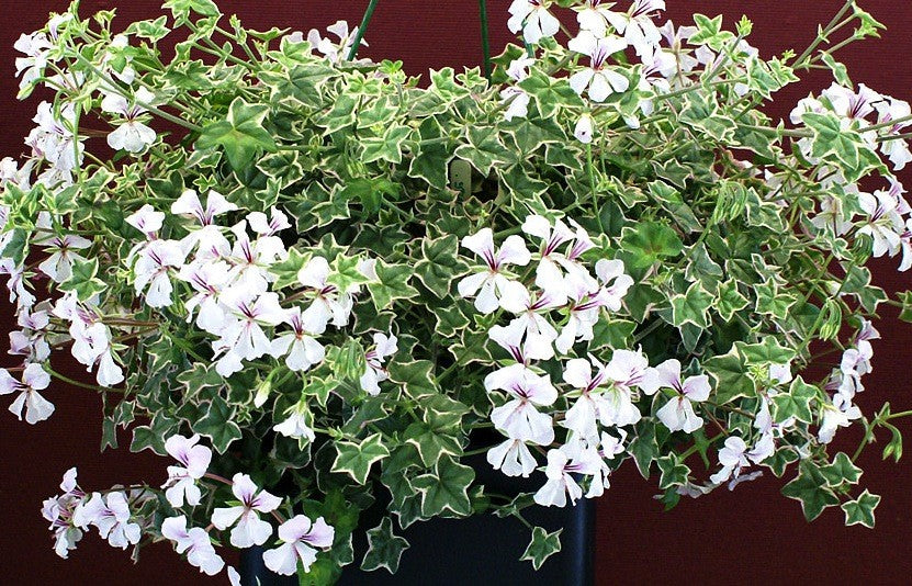 Pelargonium L'elegante