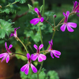 deerwood lavender lad