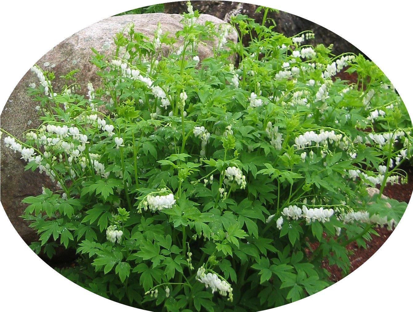 Dicentra spectabilis alba