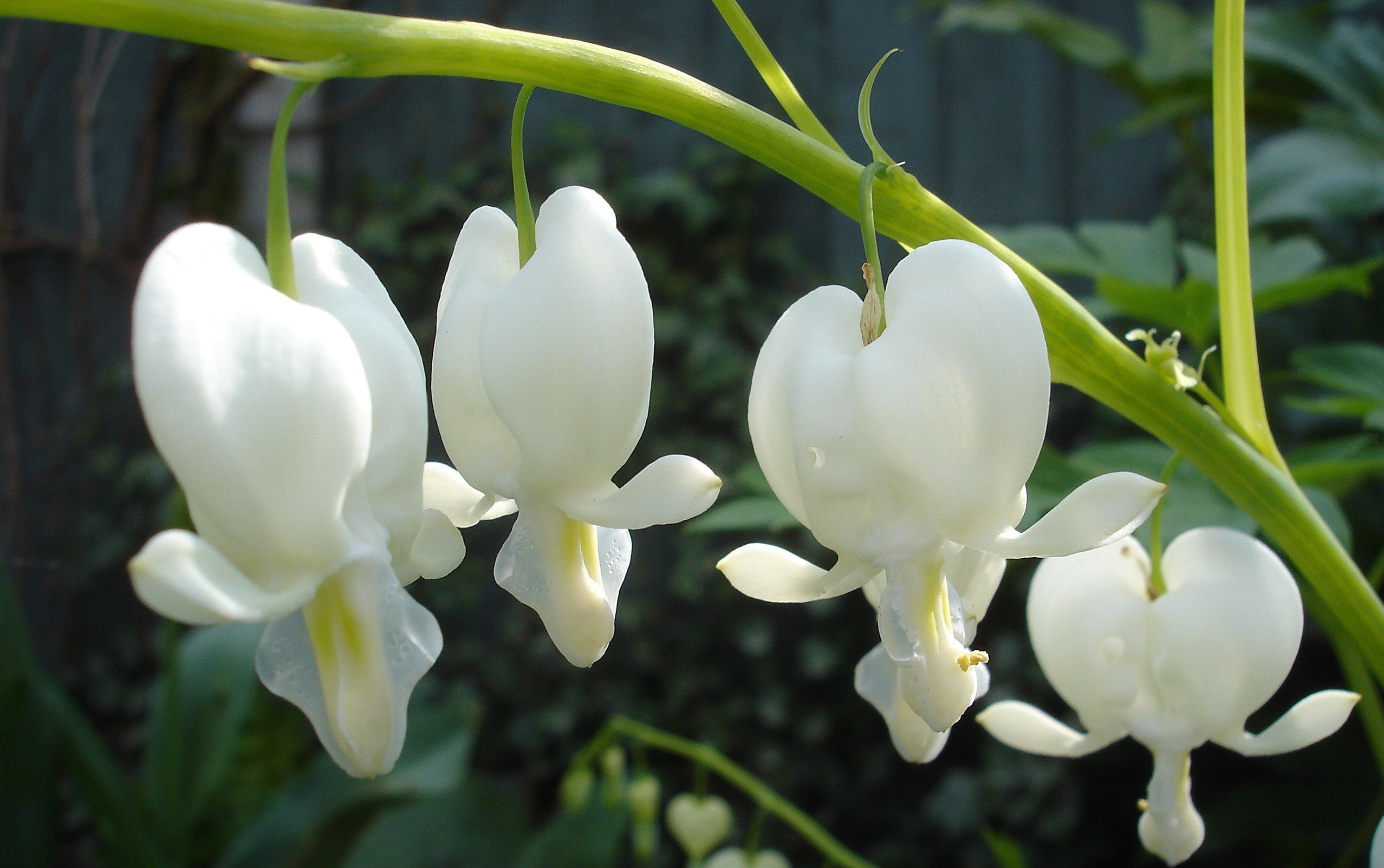 Dicentra spectabilis alba