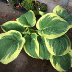 Hosta American Halo