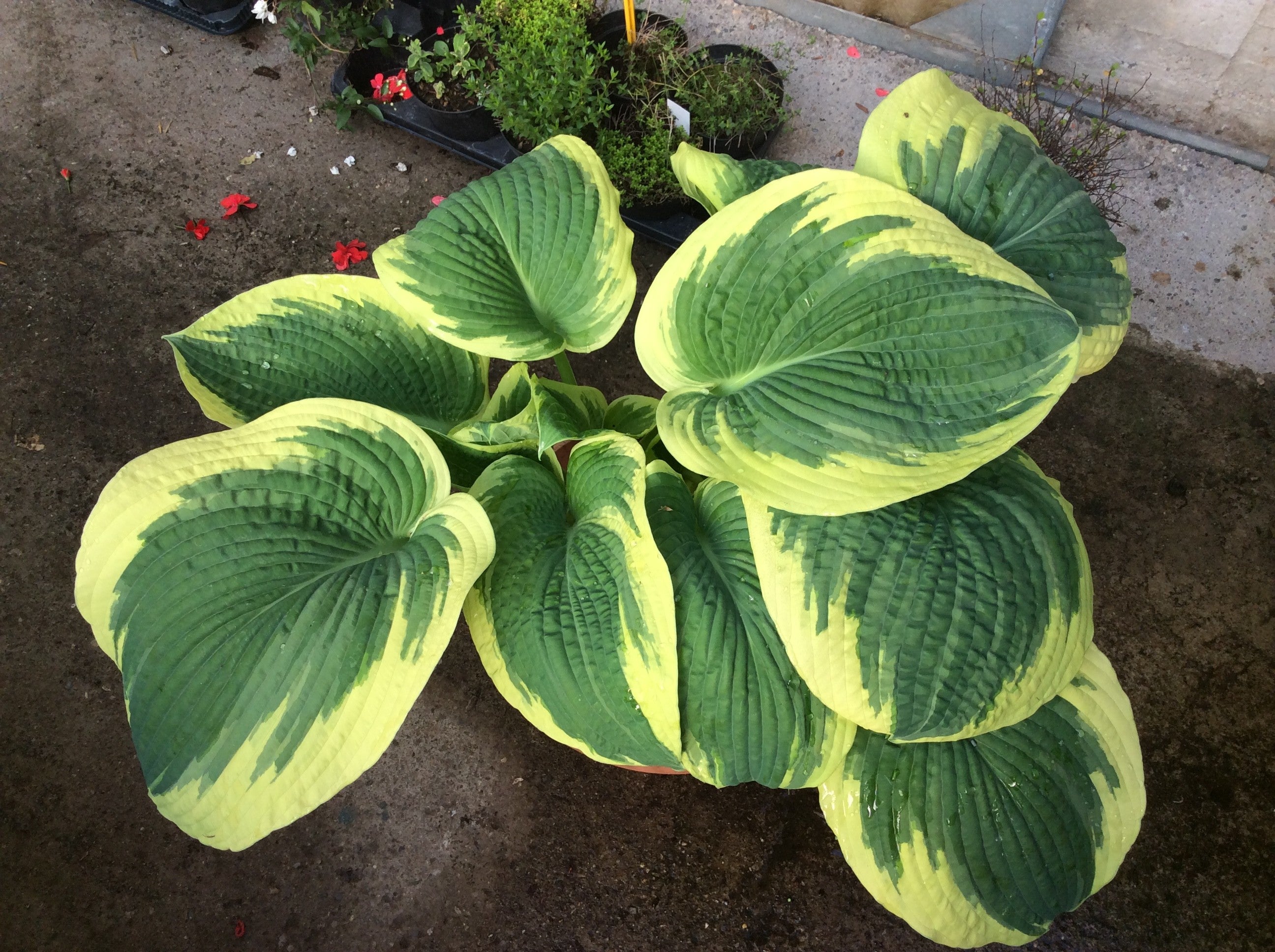 Hosta American Halo