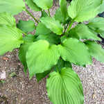 Hosta Elisabeth