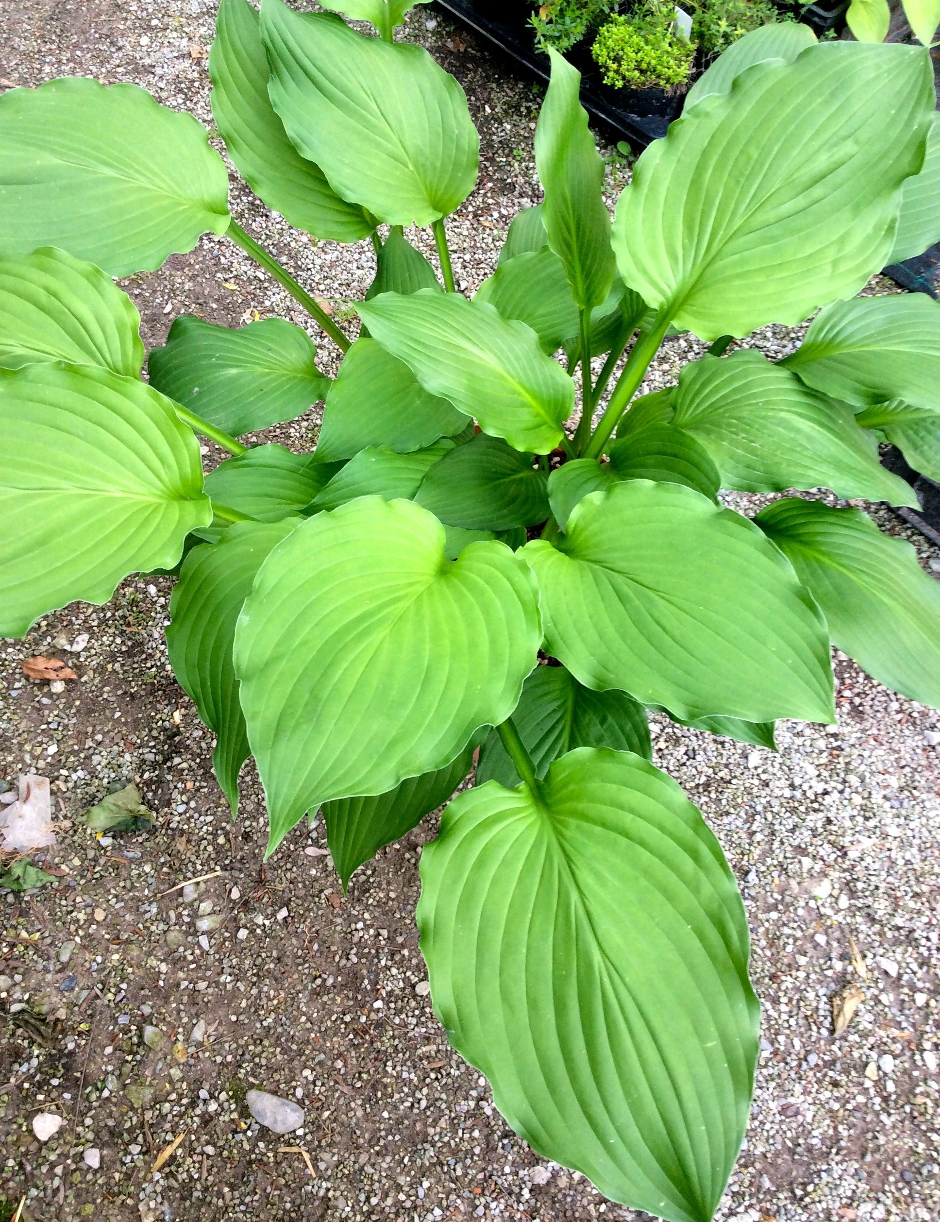 Hosta Elisabeth