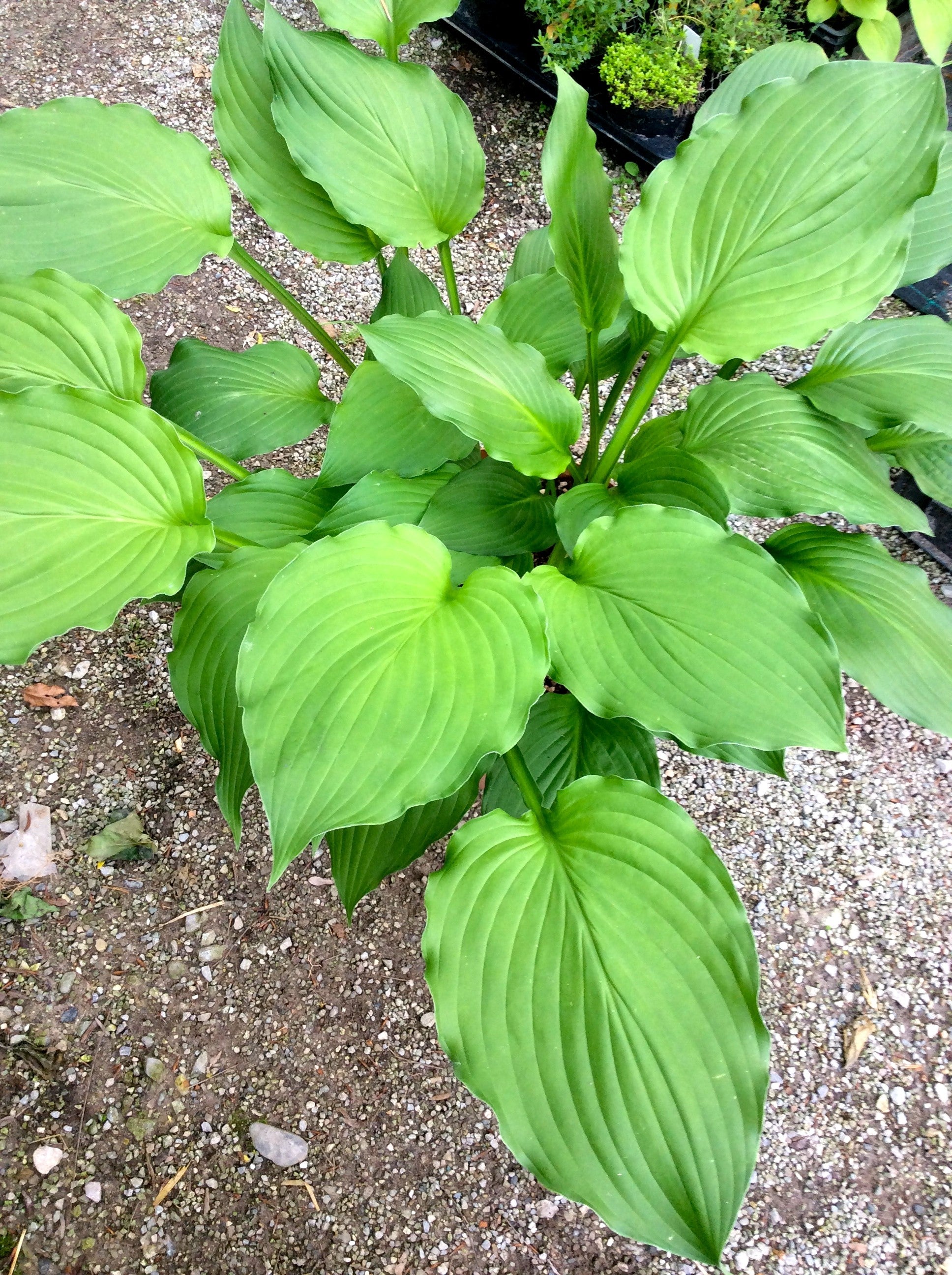 Hosta Elisabeth