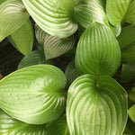 Hosta Joseph