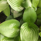 Hosta Joseph
