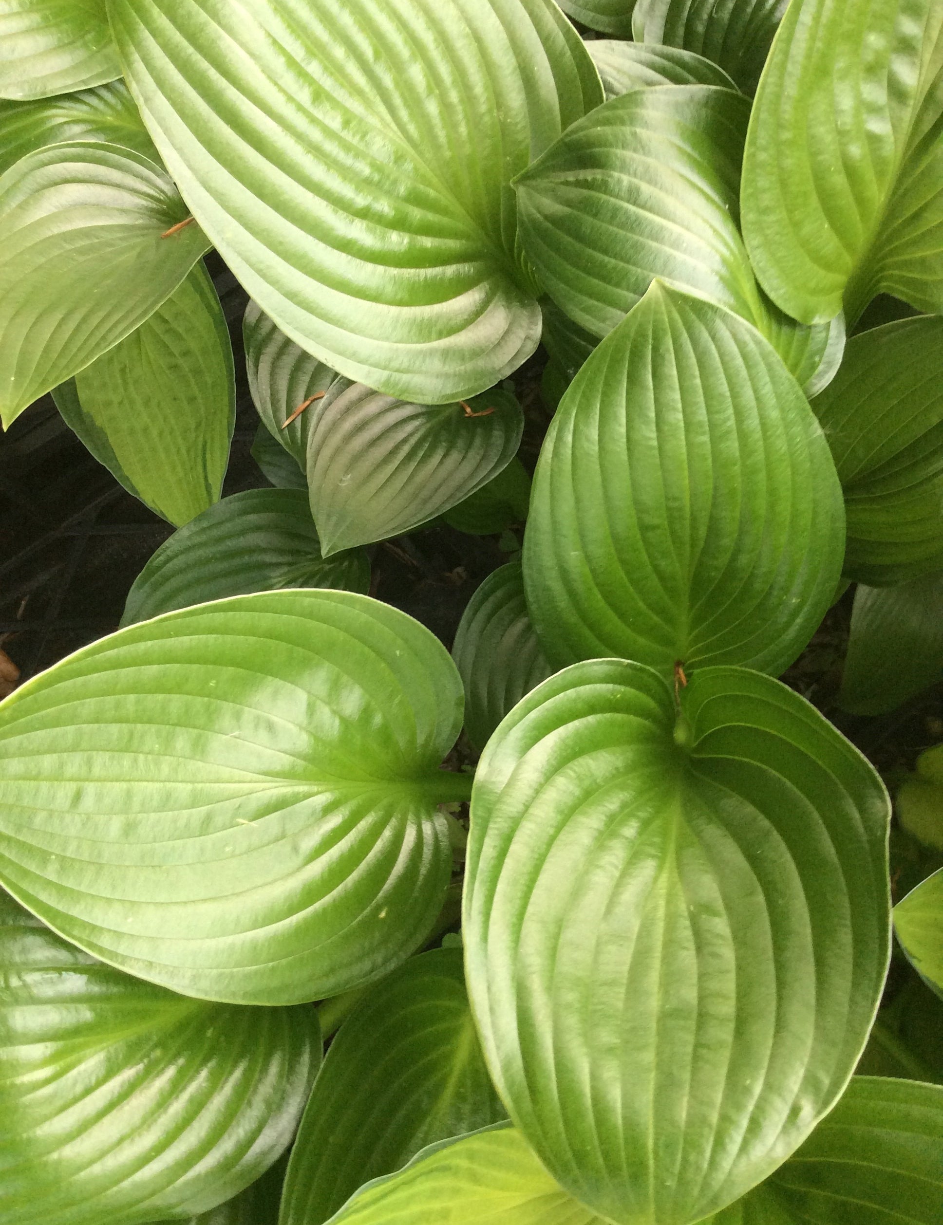 Hosta Joseph