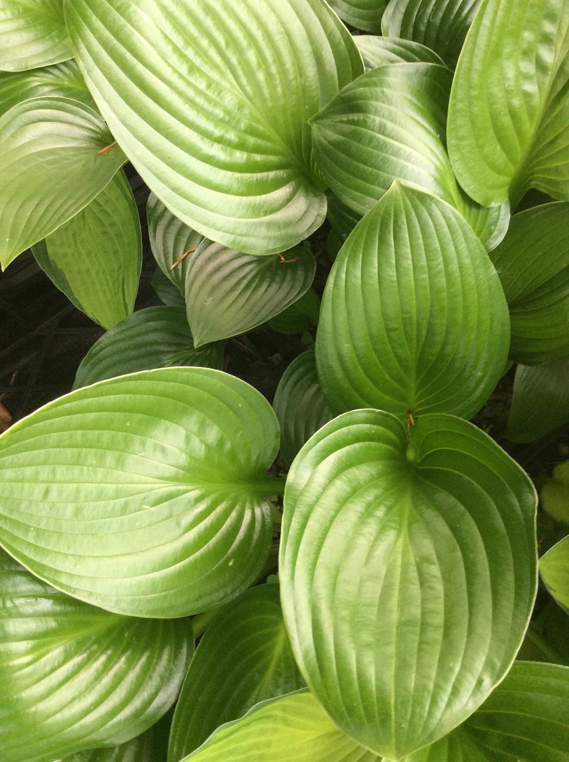 Hosta Joseph