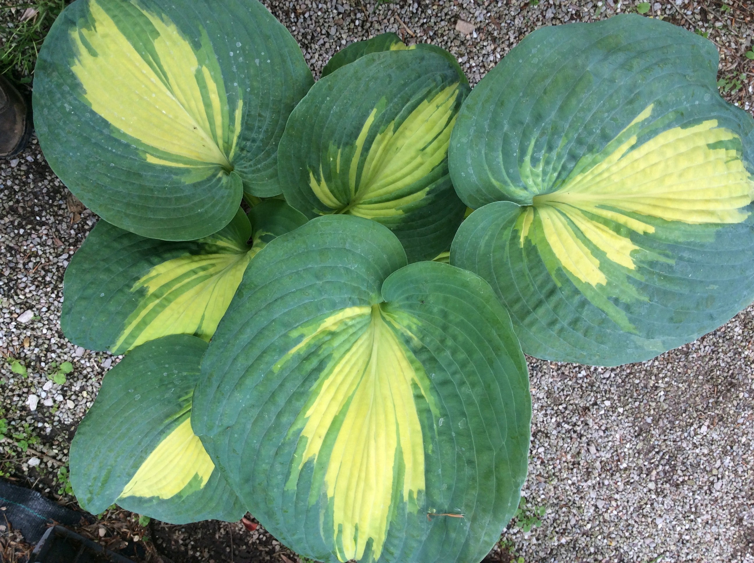 Hosta Thunderbolt