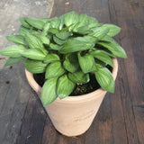 Hosta Little Maddie