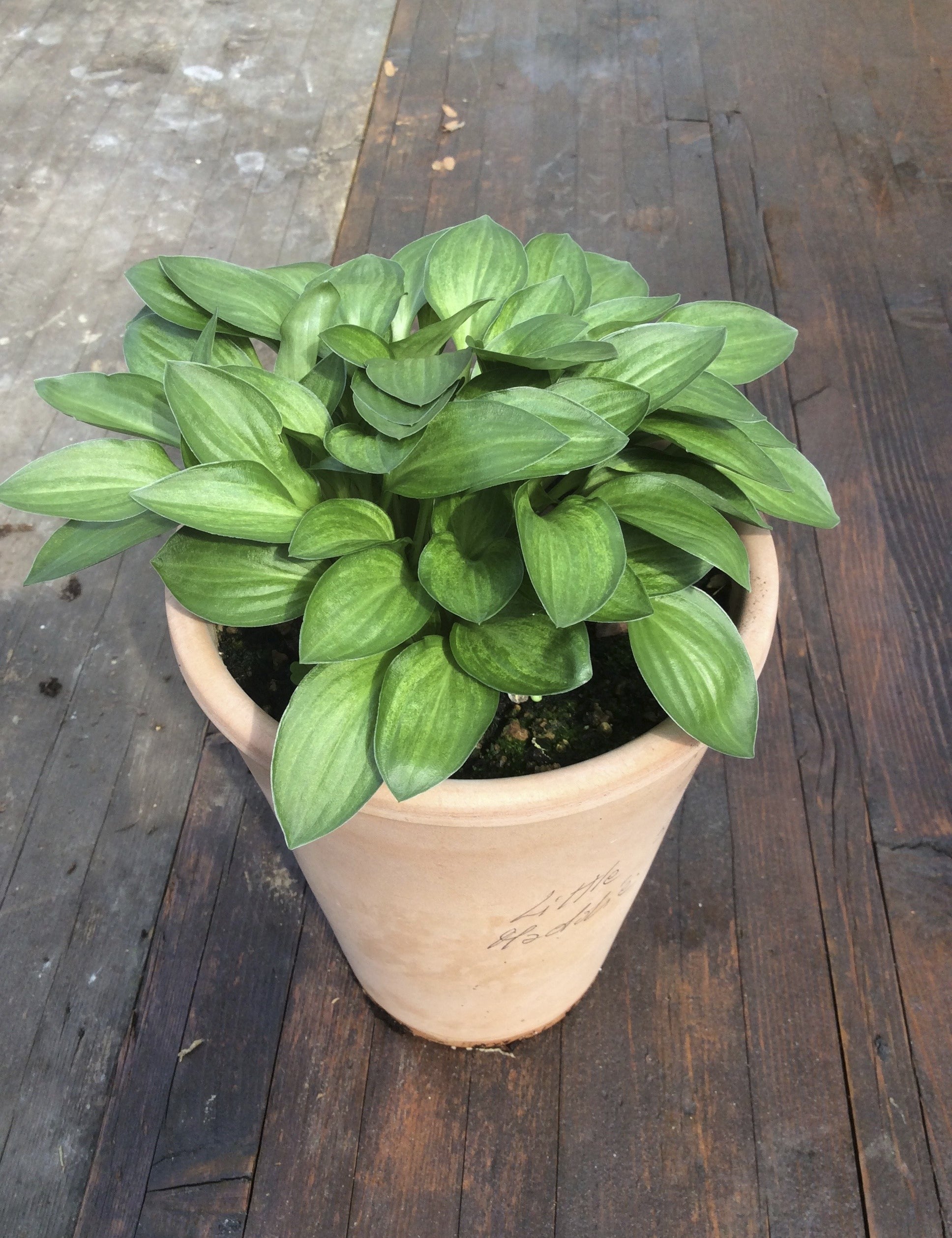 Hosta Little Maddie