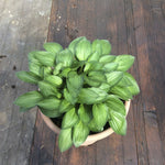 Hosta Little Maddie