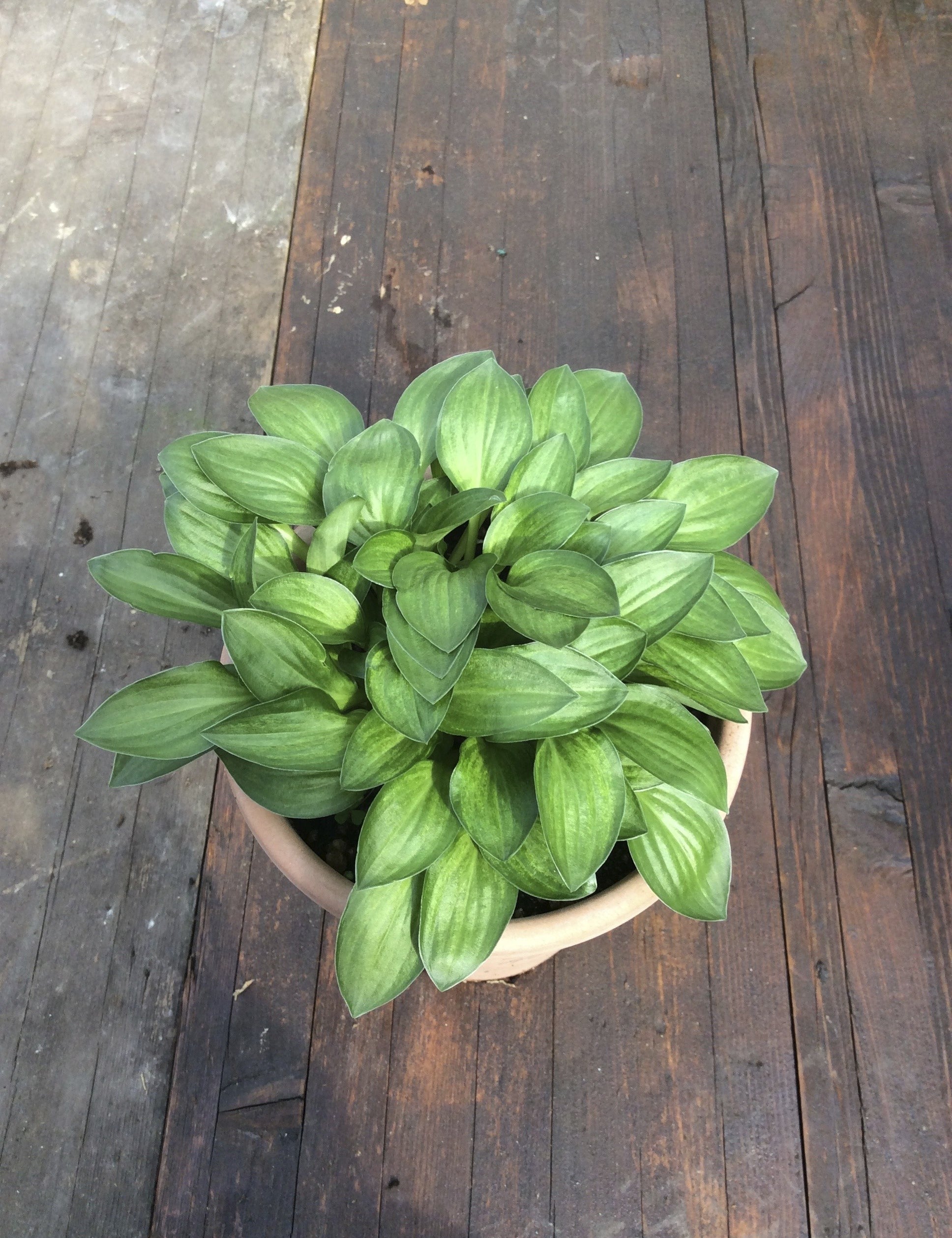 Hosta Little Maddie